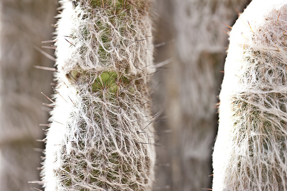 0031_La_Arizona_5L8Y5617