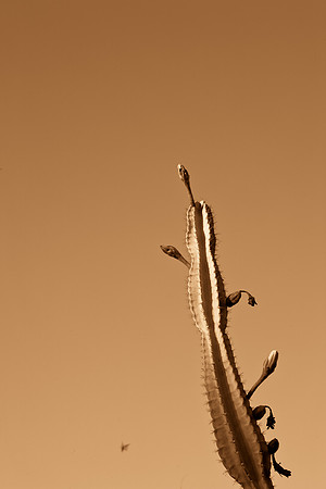 0031_La_Arizona_5L8Y5105-2