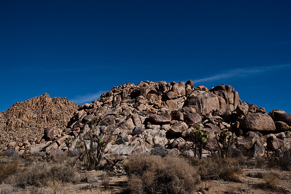 36377_DG_COLOR_JOSHUA_TREE_NATL_PARK_29_PALMS_CALIFORNIA_CA_USA_2007_ZV4N_1316