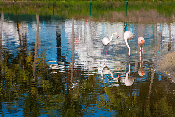 2903_DG_Fisher_Golf_Flamingos_Birds_5l8Y_2837