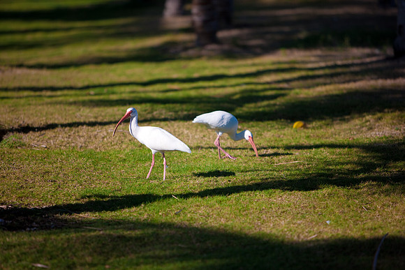 2903_DG_Fisher_Golf_Flamingos_Birds_5l8Y_2791