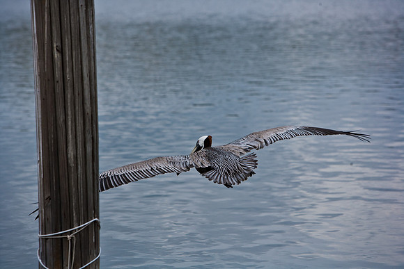 84681_ZV4N_7998_FL_USA_2008