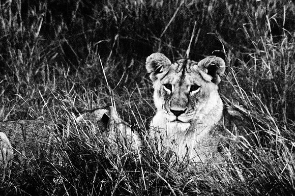 55460_SL_COLOR_LIONS_MOUNT_KENYA_AFRICA_1989_12