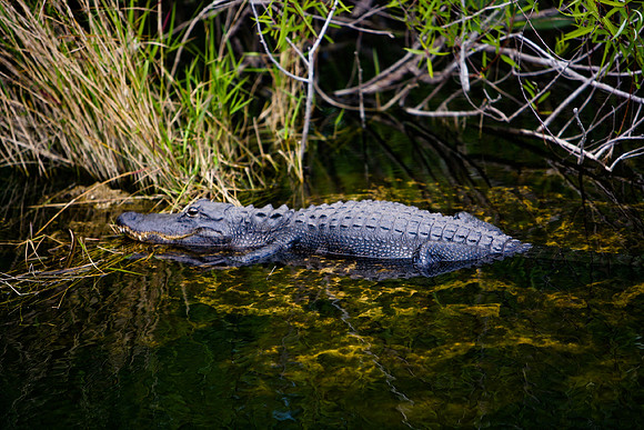 84673_ZV4N_1393_Everglades_Shark_Valley_FL_USA