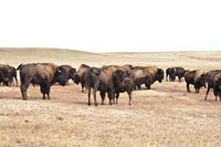 0044_North_Dacota_Fargo_to_South_Rapid_City_TO_CHEYENNE_5L8Y4166