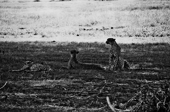 B3_82005_BW_194_New_Masa_Mara_Africa_89_24