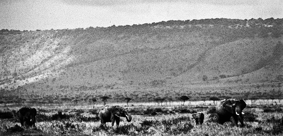 55393_SL_COLOR_ELEPHANTS_MASAI_KENYA_AFRICA_1989