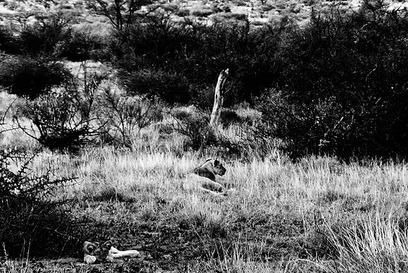 55449_SL_COLOR_LIONS_SUMBURU_KENYA_AFRICA_1989_5