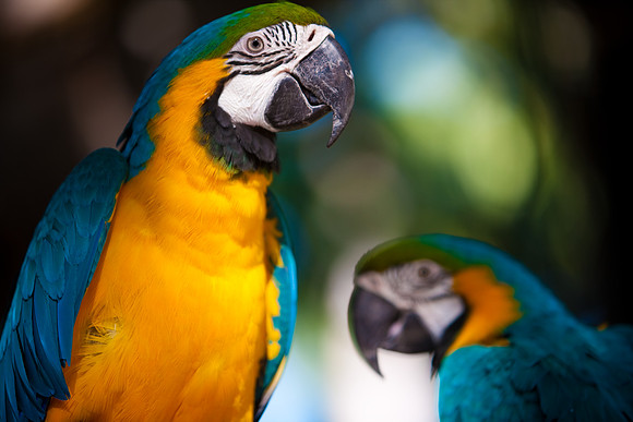 2903_DG_Island_Fisher_Birds_5l8Y_2998
