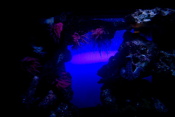 36176_DG_Color_USA_Nassau_Bahamas_Related_Group_AtlantisNassau_Atlantis_Bahamas_ZV4N3525