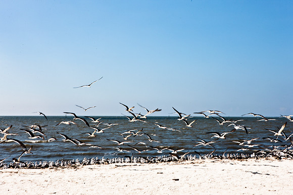 0036-NEW_ORLEANS_TO_PANAMA_CITY_BEACH_5L8Y1152