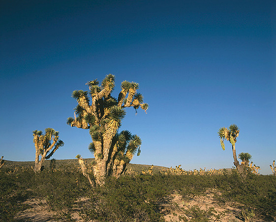 4000_20080719_ADS_Mexican_Landscape_Mexico_044