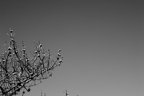 5L8Y0989