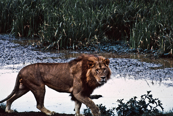 55458_SL_COLOR_LIONS_ABERDEN_KENYA_AFRICA_1989_10