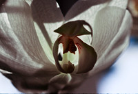 84577_SL_COLOR_WHITE_ORCHID_FL_06_03.tif
