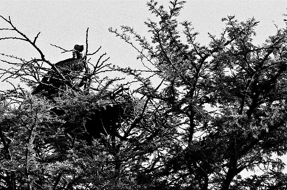 B3_82003_BW_194_New_Sarengety_Africa_89_10