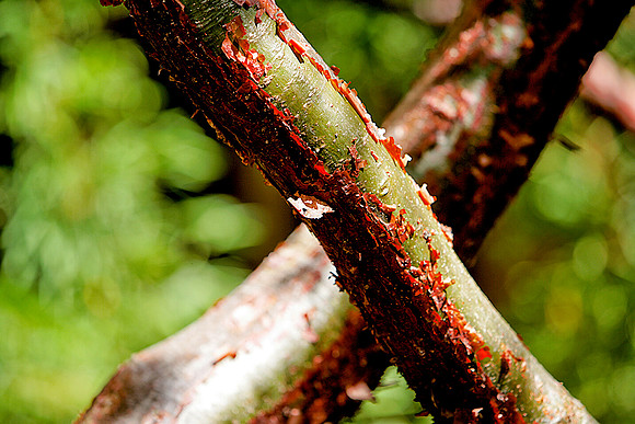 36264_DG_Color_North_America_Ixtapa_MexicoZV4N5010