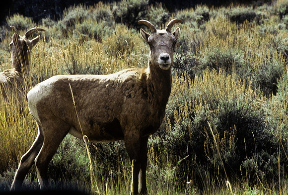 47348_B2_SL_COLOR_US_TOUR_JACKSON_HOLE_GRAND_TETON_WY_97_11.jpg