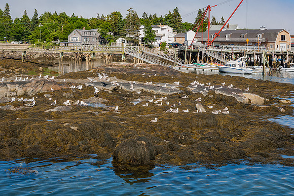 20060628_Maine_ZV4N1182