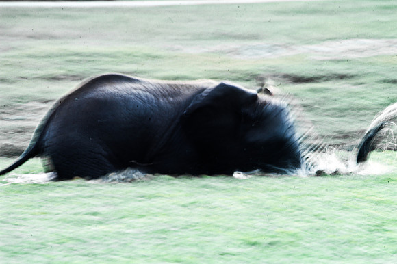 55399_SL_COLOR_WILDBEAST_KILIMANJARO_KENYA_AFRICA_1989_2