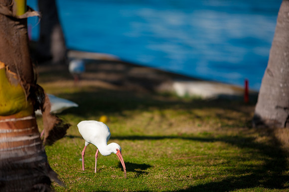 2903_DG_Fisher_Golf_Flamingos_Birds_5l8Y_2799