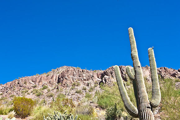 0031_La_Arizona_5L8Y5375