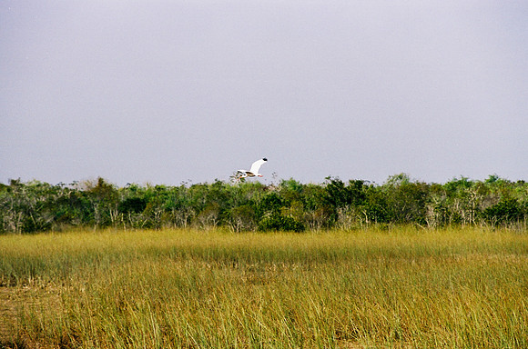 84694_EVERGLADES 33939__Azuley-R7-25A