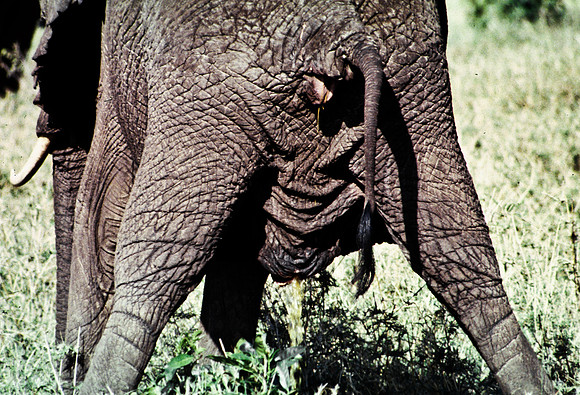 55393_SL_COLOR_ELEPHANTS_MASAI_KENYA_AFRICA_1989_2