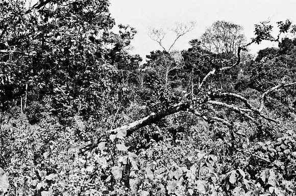 B3_82001_BW_194_New_Safari_Lion_Track_Africa_89_13