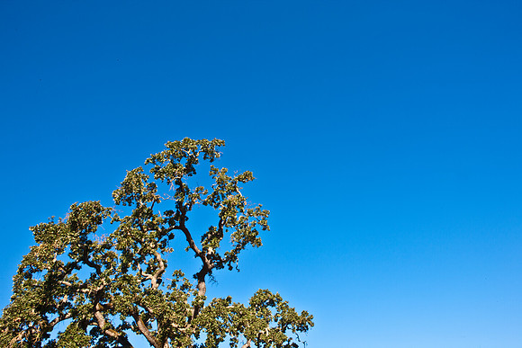 0024_DG_Yountvile_Napa_CA_USA_20095L8Y0042