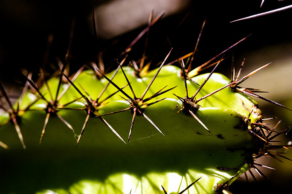 84775_DSC_0088_Fairchild_Garden_Miami_FL_USA