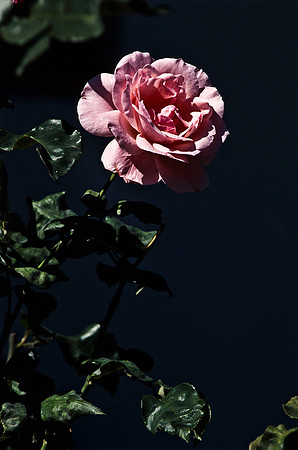 47925_B17_SL_COLOR_SAN_LUIS_OBESPO_CA_97_10.jpg