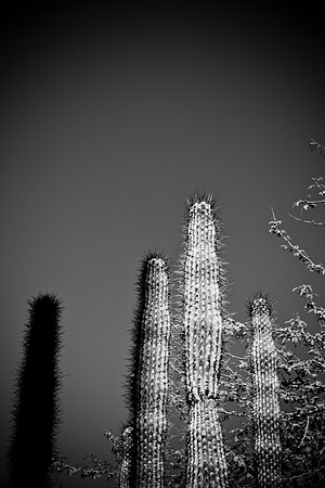 0031_La_Arizona_5L8Y5302