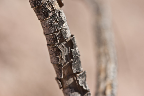 0031_La_Arizona_5L8Y5571