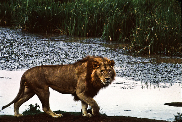 55458_SL_COLOR_LIONS_ABERDEN_KENYA_AFRICA_1989_9