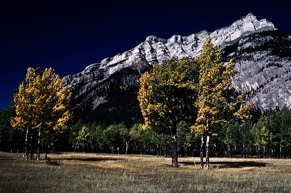 06823_B19_SL_COLOR_BISON_NAT_PARK_LAKE_LOUIS_VILLAGE_WS_97_13.jpg