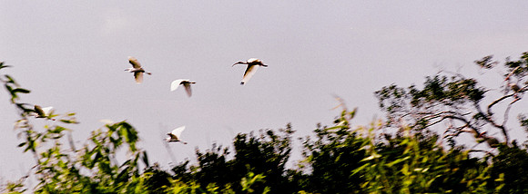 84694_EVERGLADES 33940__Azuley-R6-4A
