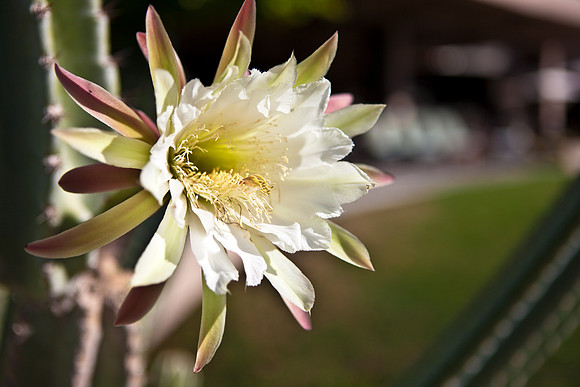 0031_DG_Cactus_Scottsdale_AZ_USA_2009_5L8Y5148