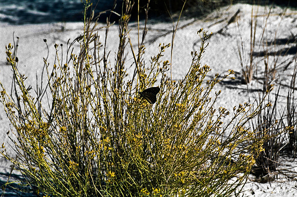 47895_B16_SL_COLOR_LA_MESILLA0_TO_WHITE_SOUNDS_NAT_MNY_HWY20_NM_97_2606.jpg