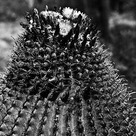 6017_FM_BW_TUCSON_AZ_05_11.jpg