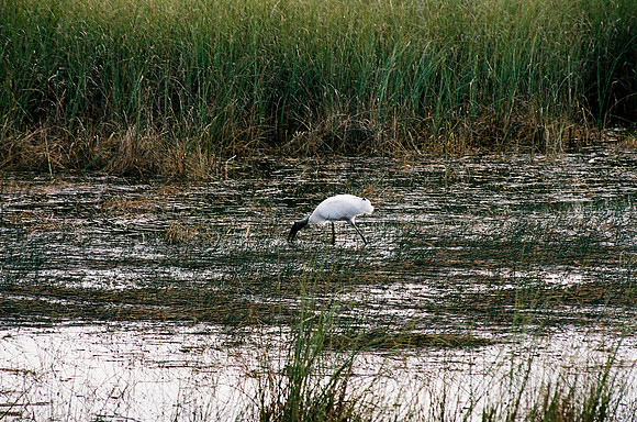84694_EVERGLADES 33942__Azuley-R8-27