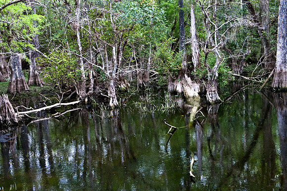 2527_EVERGLADES_MIAMI_FLORIDA_AOM_20090315__A0M1380