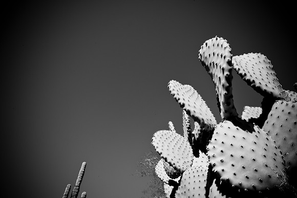 0031_La_Arizona_5L8Y5244
