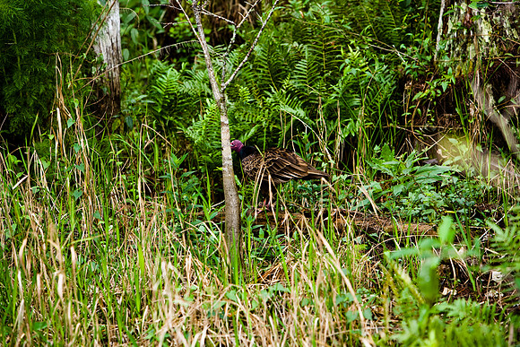 85535_20080323-ZV4N7737_Miami_To_Sanibel_Island_Florida_Everglades_FL_USA