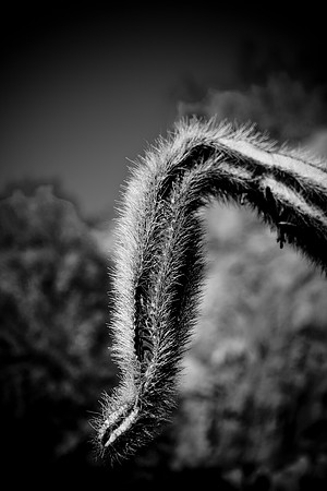 0031_La_Arizona_5L8Y5312