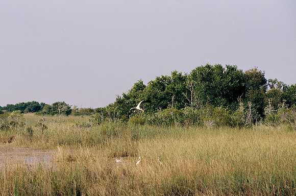 84694_EVERGLADES 33936__Azuley-R2-9