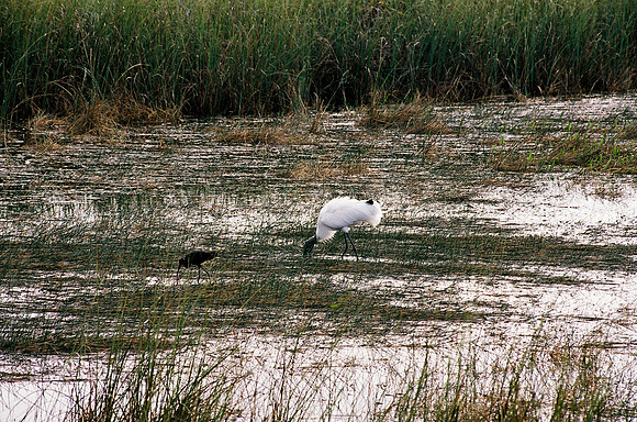 84694_EVERGLADES 33942__Azuley-R8-24