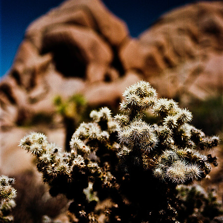 2334_FM_COLOR_JOSHUA_TREE_CA_02_8.jpg