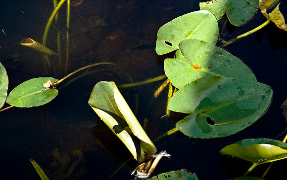 2527_EVERGLADES_MIAMI_FLORIDA_AOM_20090315__A0M1220