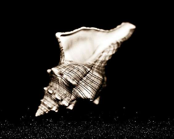 Shells_Flowers_542